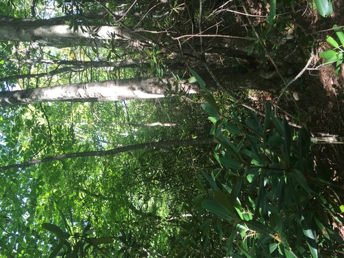 GRSM Accuracy Assessment. Plot Code: GRSM_AA_0879_6