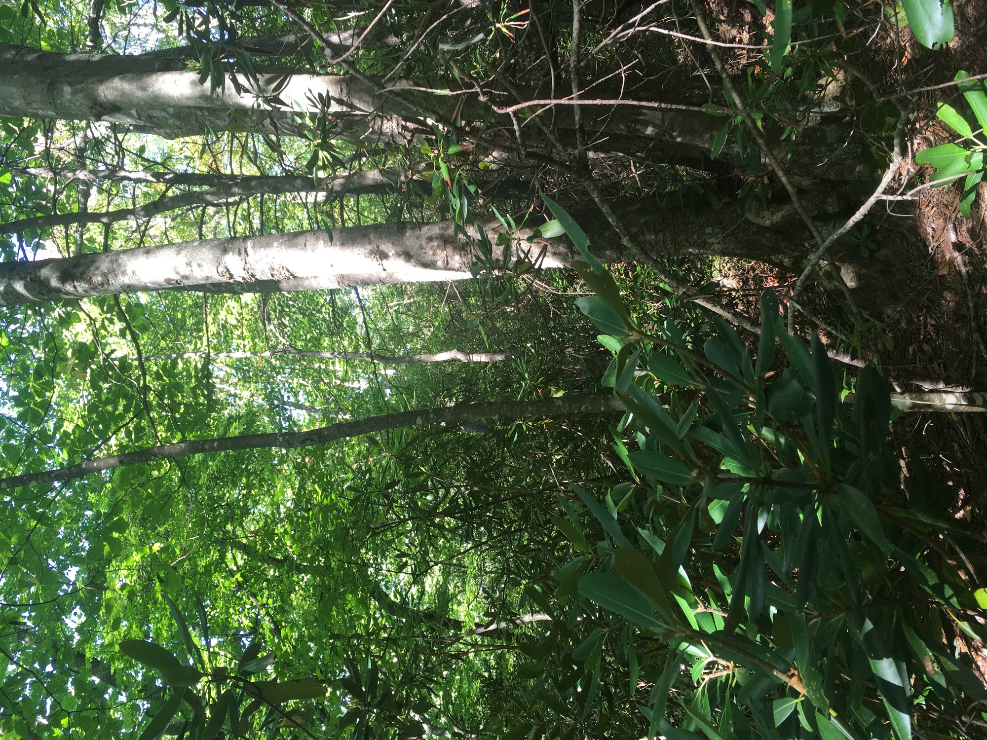 GRSM Accuracy Assessment. Plot Code: GRSM_AA_0879_6