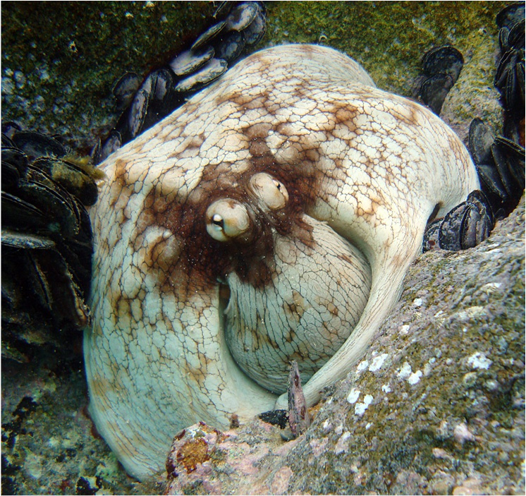 (f) Common Octopus (Octopus vulgaris)