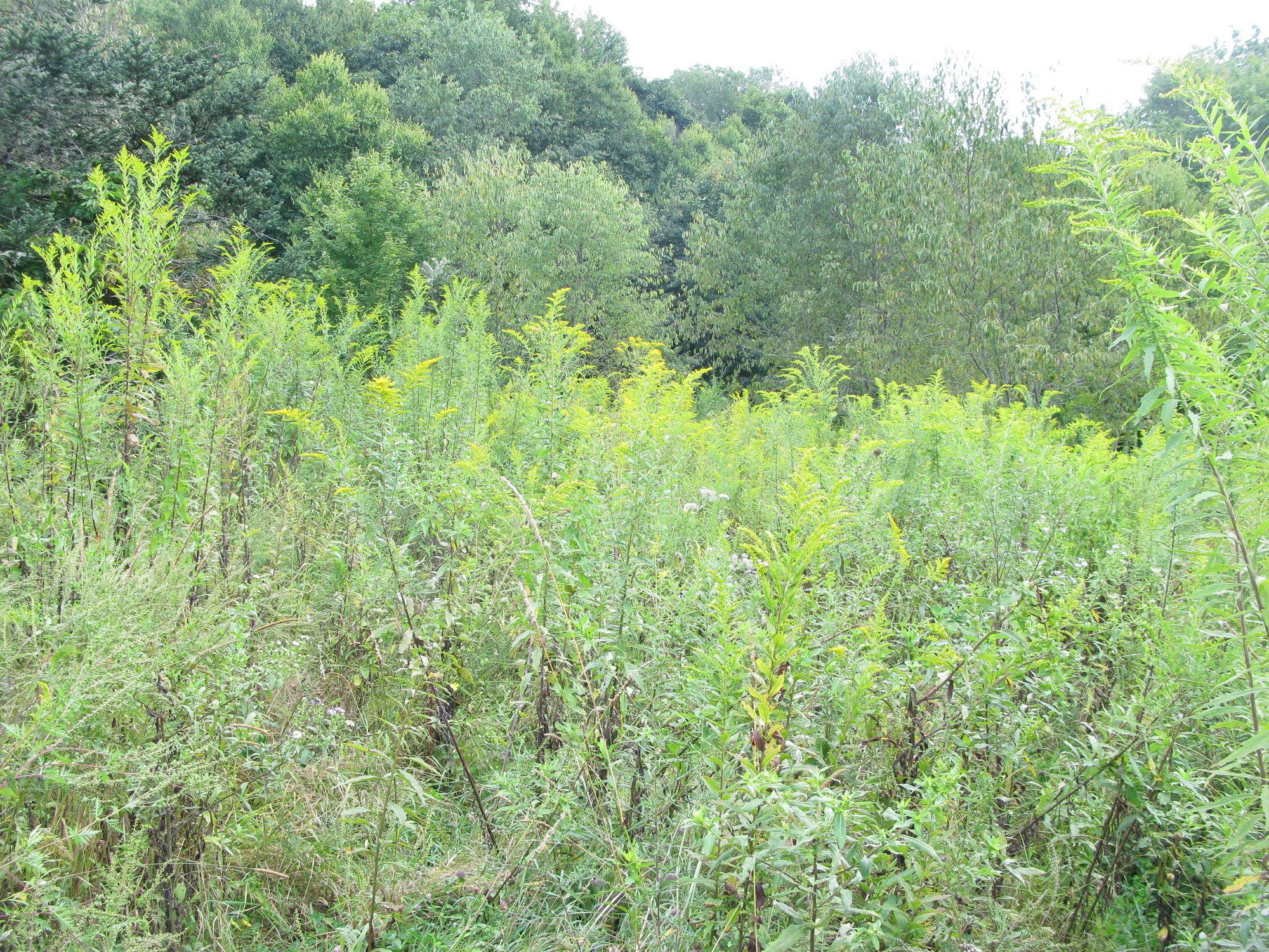 GRSM Accuracy Assessment. Plot Code: GRSM_AA_0053_6