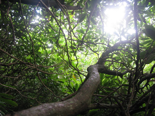 Plot Code: GRSM_AA_0695_4