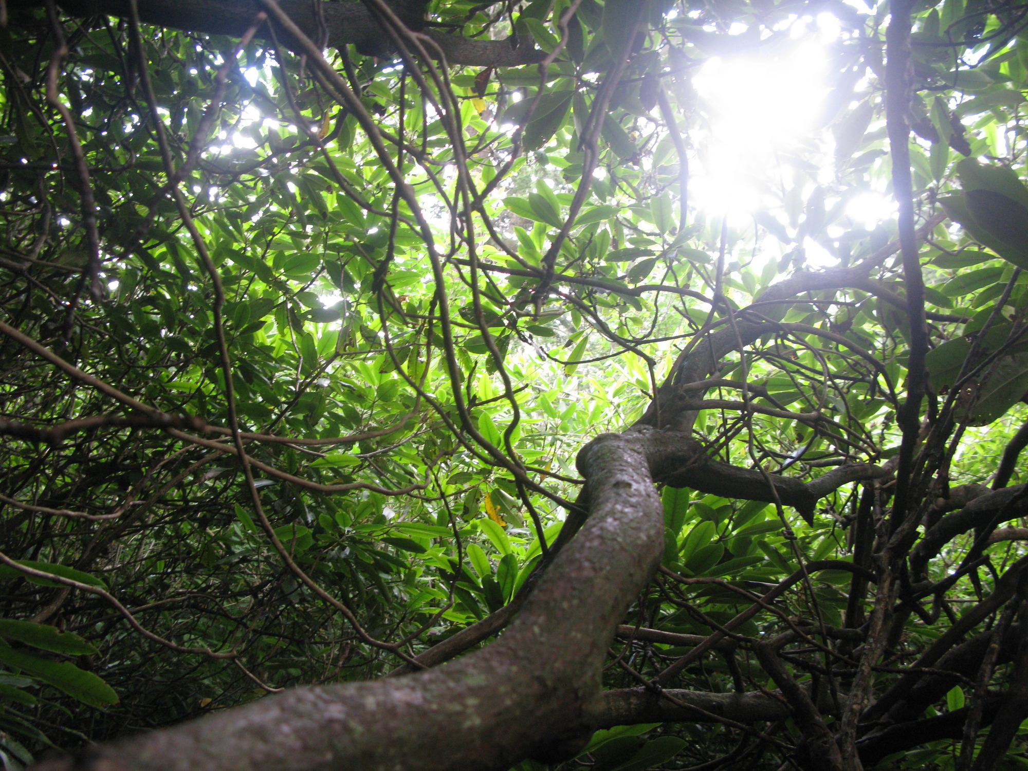 Plot Code: GRSM_AA_0695_4