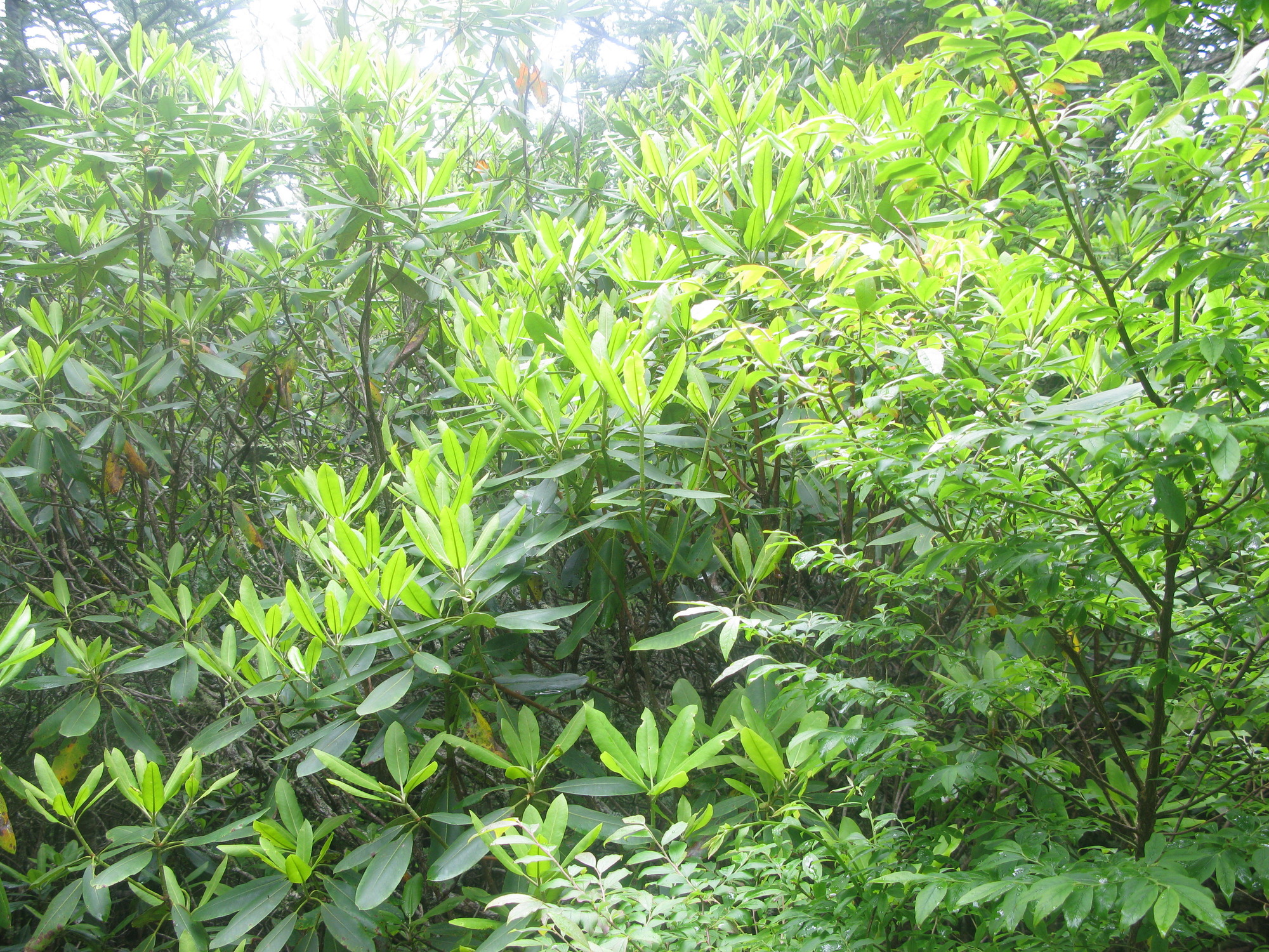 GRSM Accuracy Assessment. Plot Code: GRSM_AA_0380_4