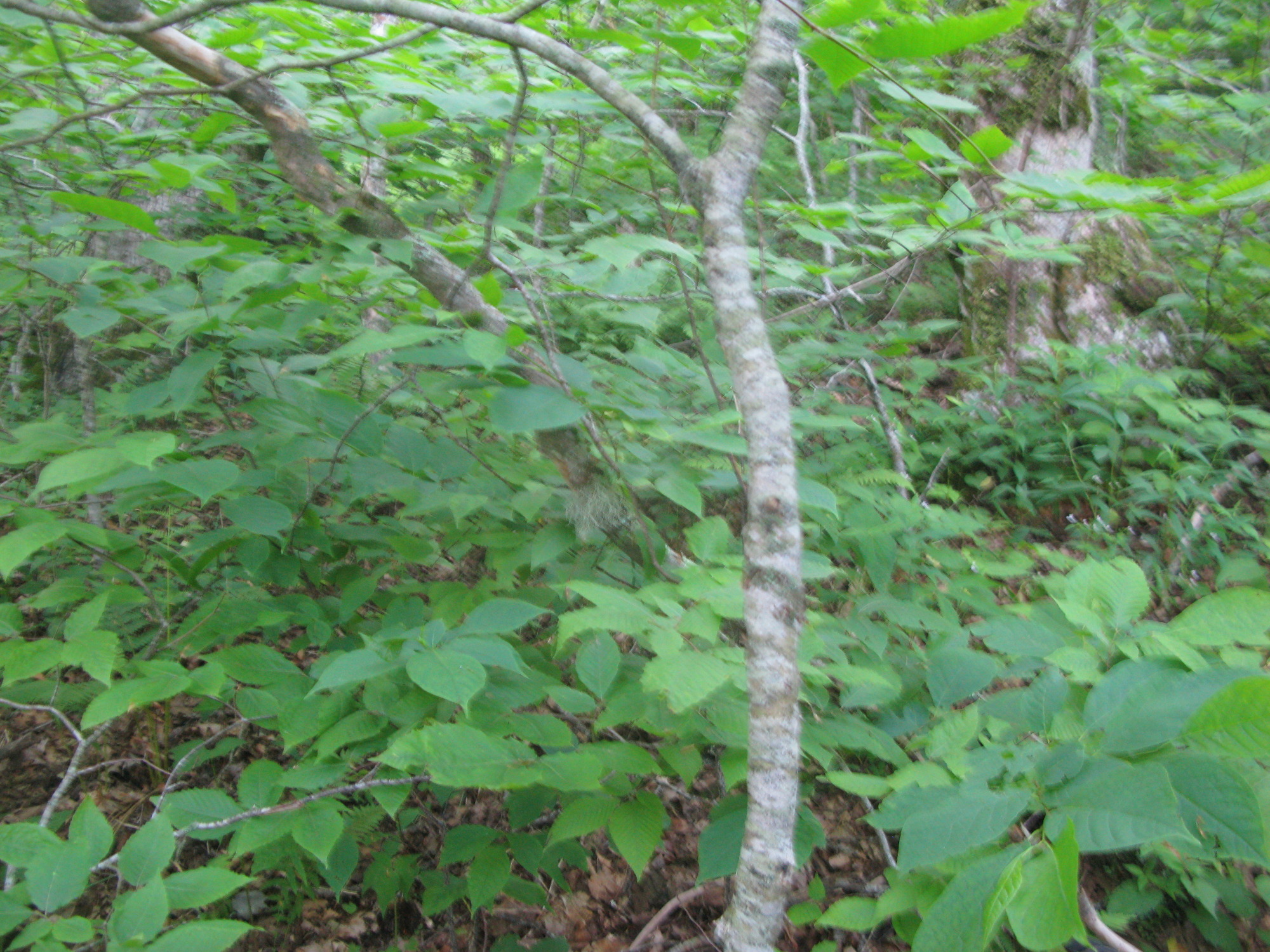 GRSM Accuracy Assessment. Plot Code: GRSM_AA_0559_3