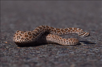 Prairie rattlesnake (Crotalus viridis), Petrified Forest National Park, 2015.. The prairie rattlesnake goes by many names, including western rattlesnake and Great Plains rattlesnake, and is a venomous pit viper species native to the western U.S.