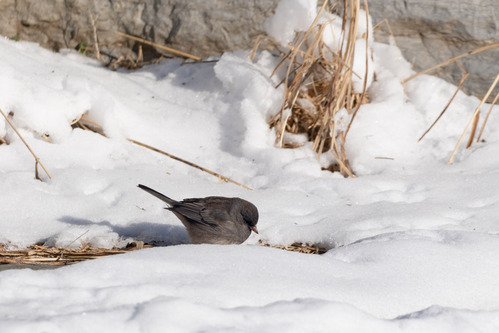 A small dark grey bird looks for food in the snow.