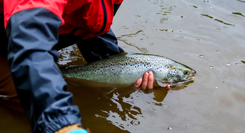 A salmon being held over the water.