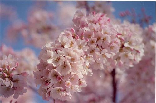 FOWA-Cherry Blossoms of Fort Washington Park, June 25, 2004