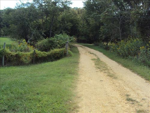 Brush weighing down fences in Oxon Cove Park, Oct. 2012