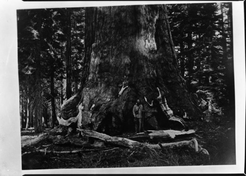 Copied by DC. Base of Grizzly Giant with Galen Clark