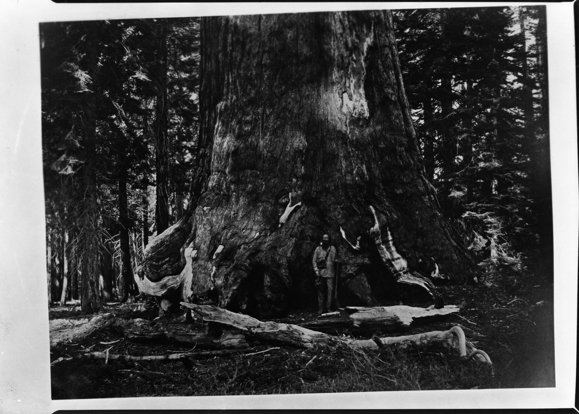 Copied by DC. Base of Grizzly Giant with Galen Clark