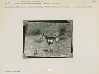 hfca_1607_iva_013_10_002_1745_a. Antelope [American Pronghorn] -- (Female) on guard.. Locality: Indian Gardens, Grand Canyon National Park. Negative #: 1745