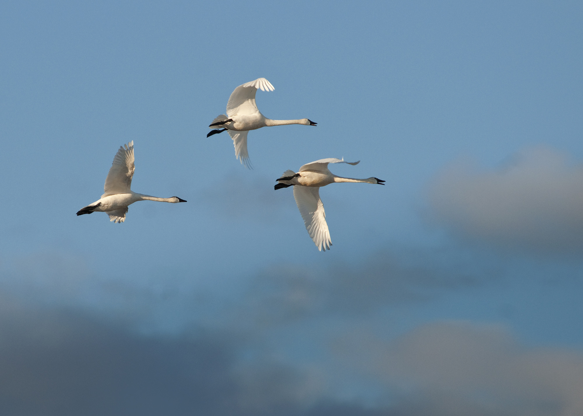 Three tundra swans in flight