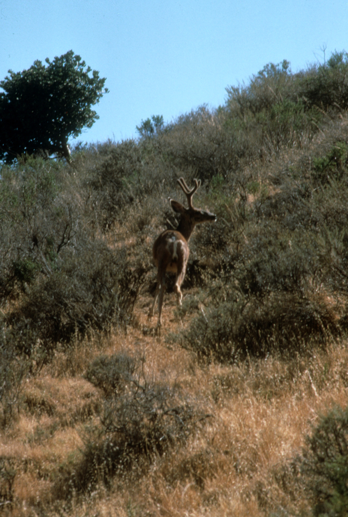 Mule Deer