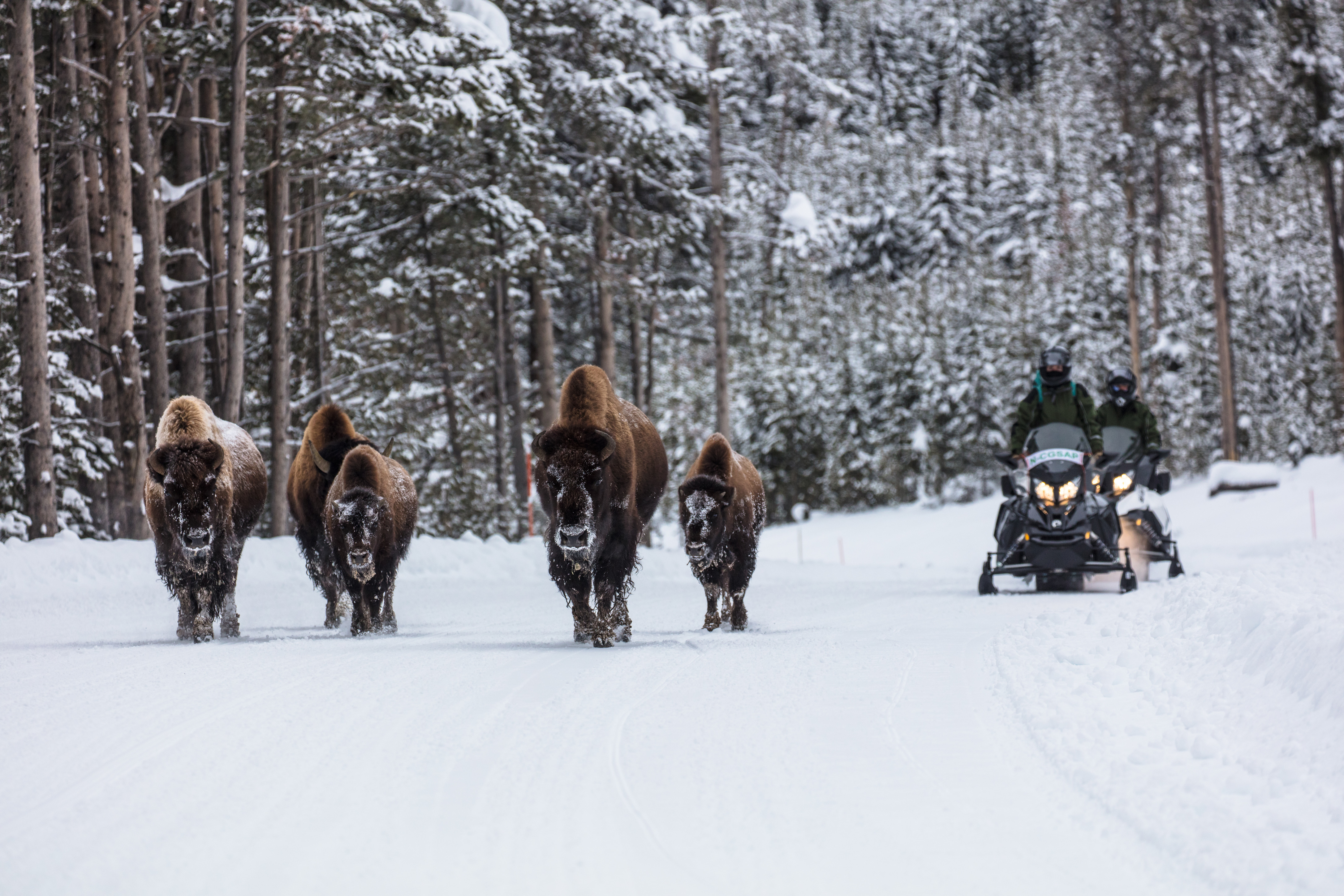 Five bison walking towards the camera with two snowmobiles behind them.