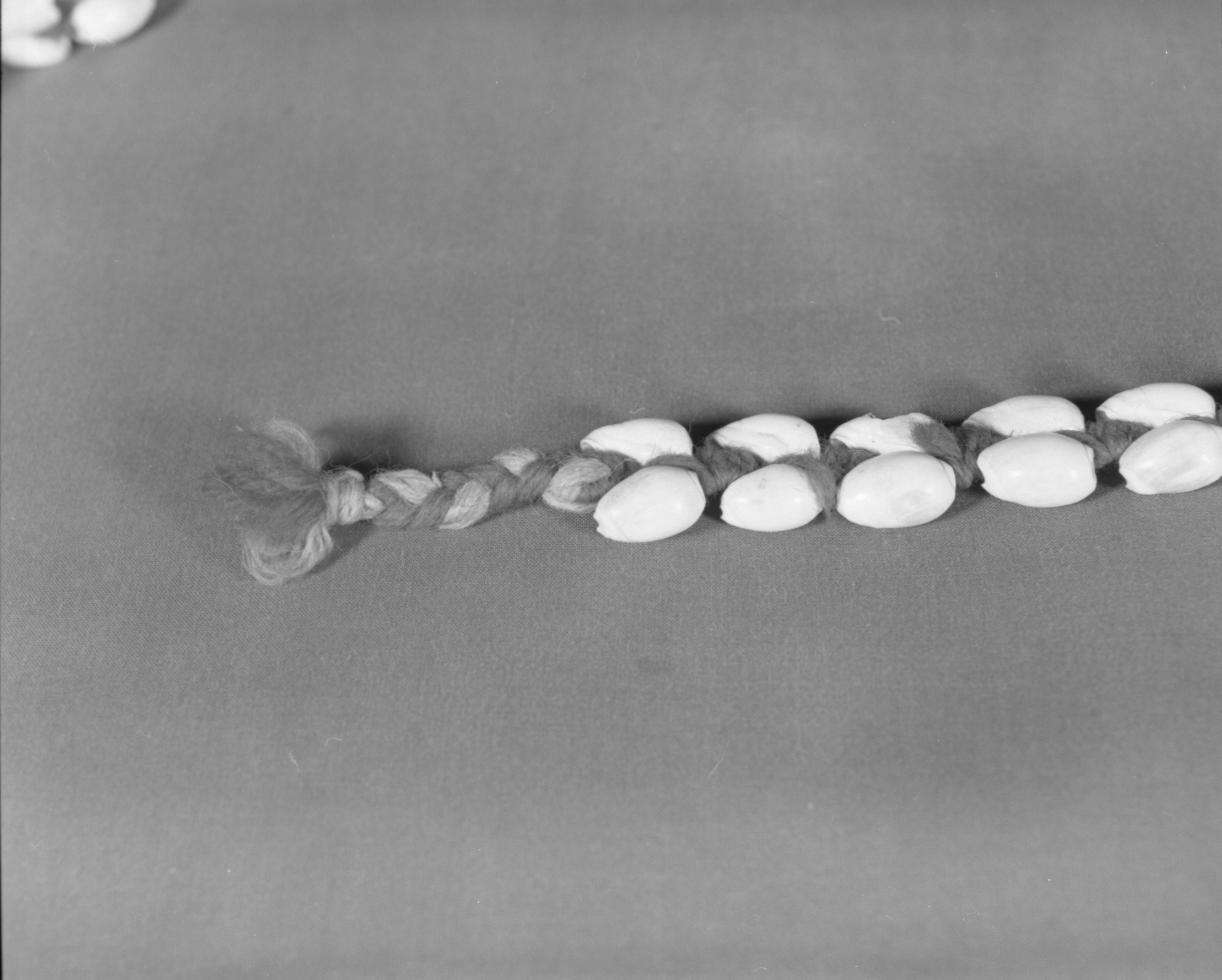 Private Collection. Object: Miwok olive shell rope. Dimensions: 25' 6". Materials: Olivella shells, (baked) average 1/2" (spires removed); strung on commercial cotton cordage. Technology: Woven with usual figure 8 weave using 2 strands of four ply red wool yarn ends terminate in three strand braid with blue grey yarn in addition to red. Collection History: Purchased from Mrs. Mary Longfellow Poncho (Maggie Longfellow Antoninni's mother). Photographed by Michael Dixon. Catalogued by Craig Bates and Barbara Beroza. Yosemite Collections, National Park Service.