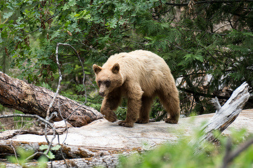 Blonde bear on a log