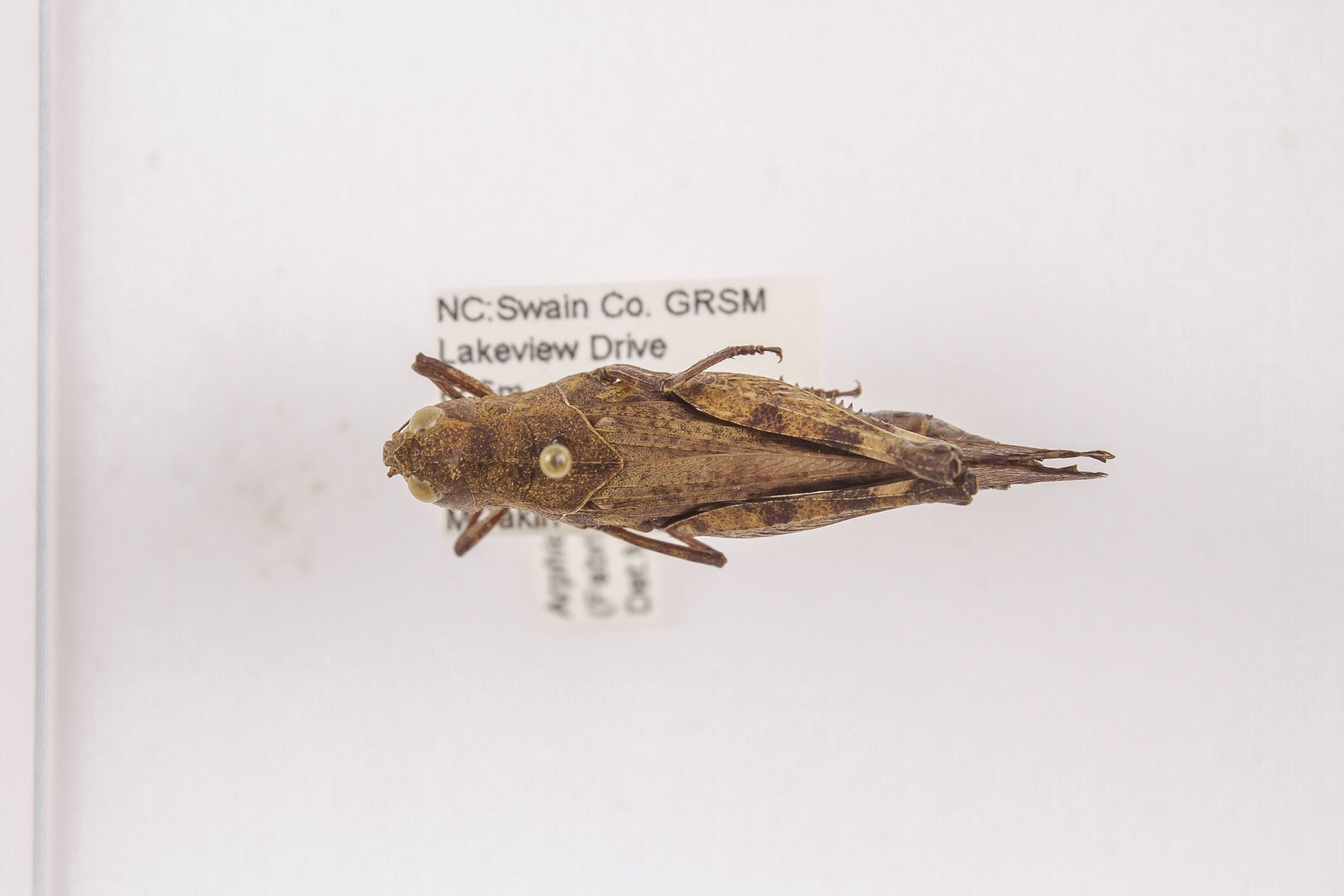 Image of Arphia sulphurea, a species of Animalia