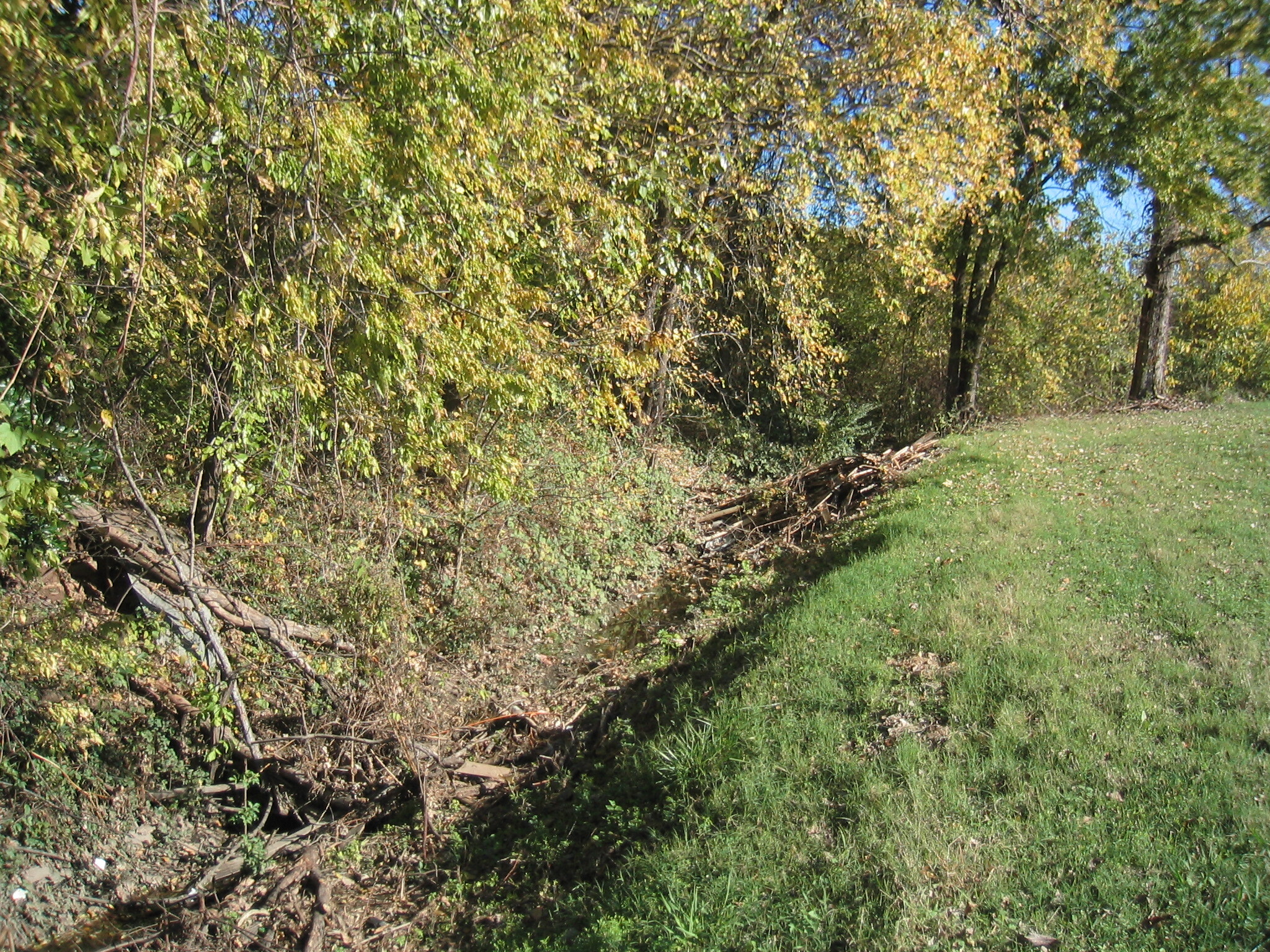 A fallen tree in a grassy area.