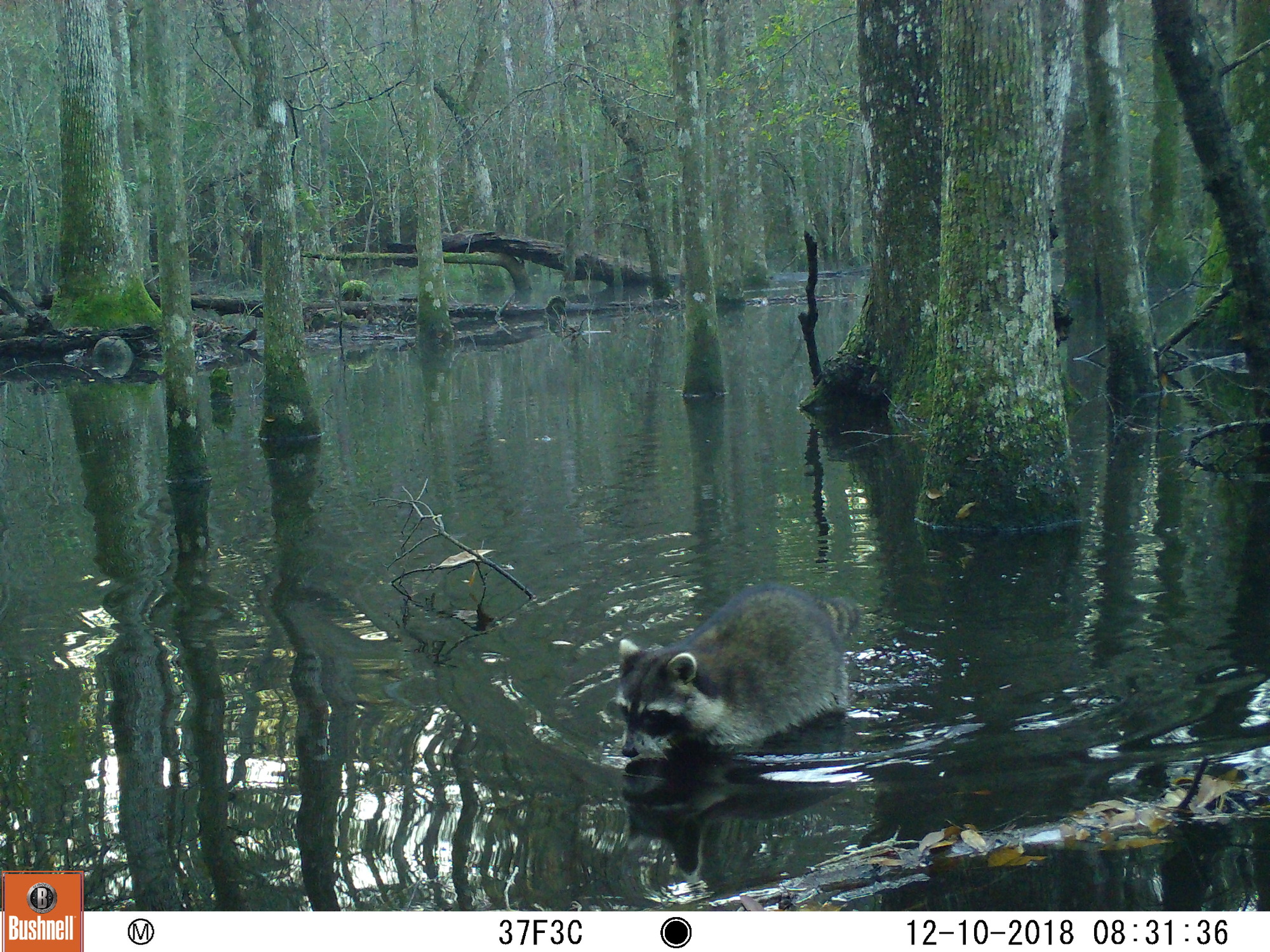 Raccoon wading through a swamp