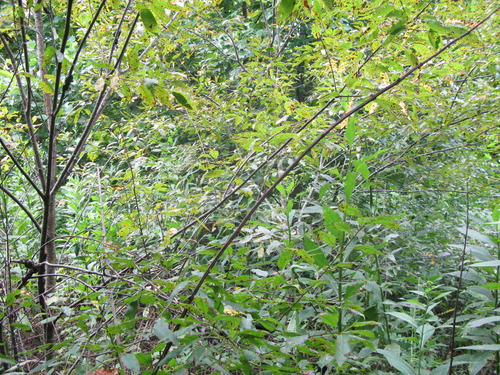 GRSM Accuracy Assessment. Plot Code: GRSM_AA_0710_5