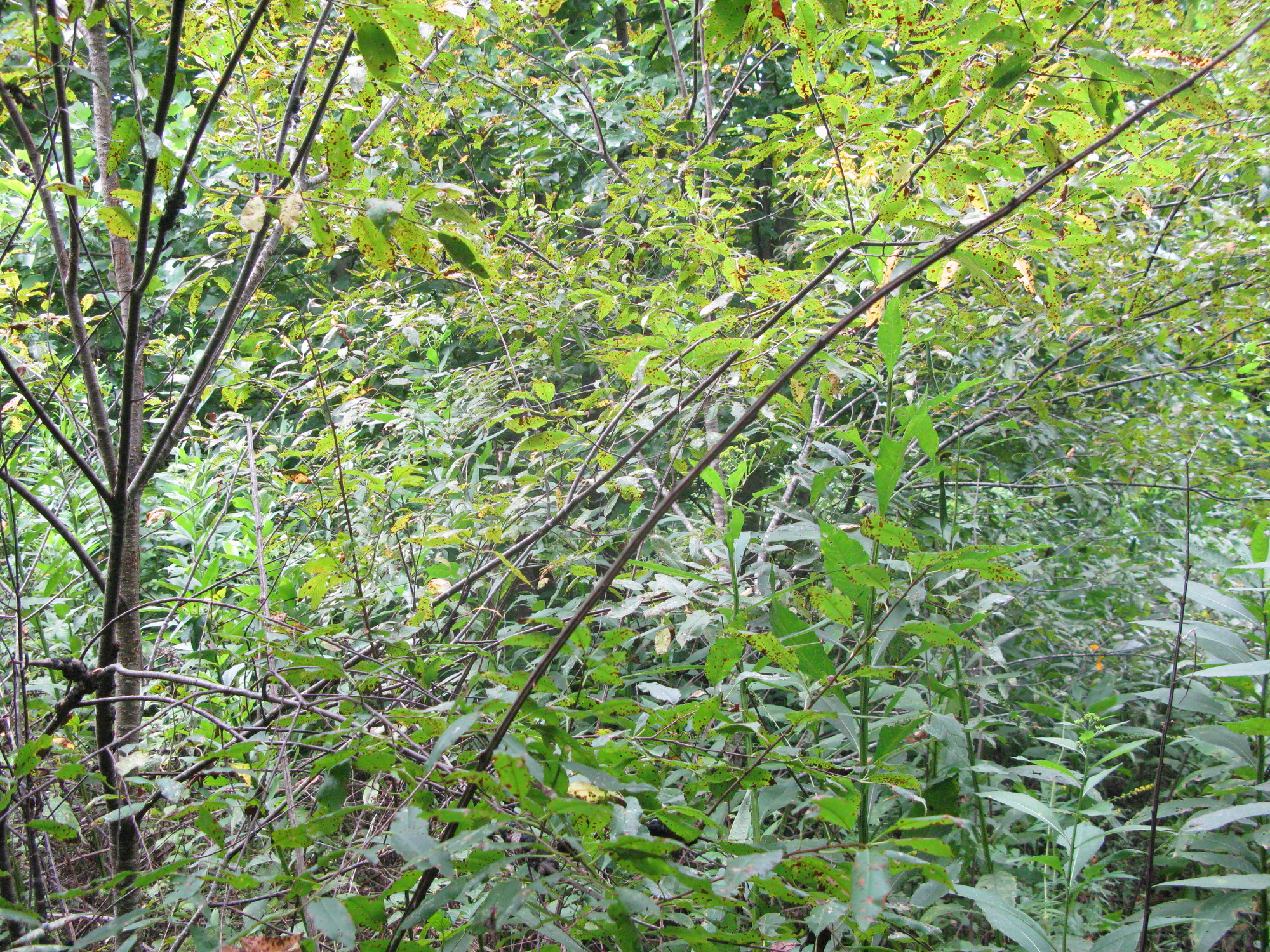 GRSM Accuracy Assessment. Plot Code: GRSM_AA_0710_5