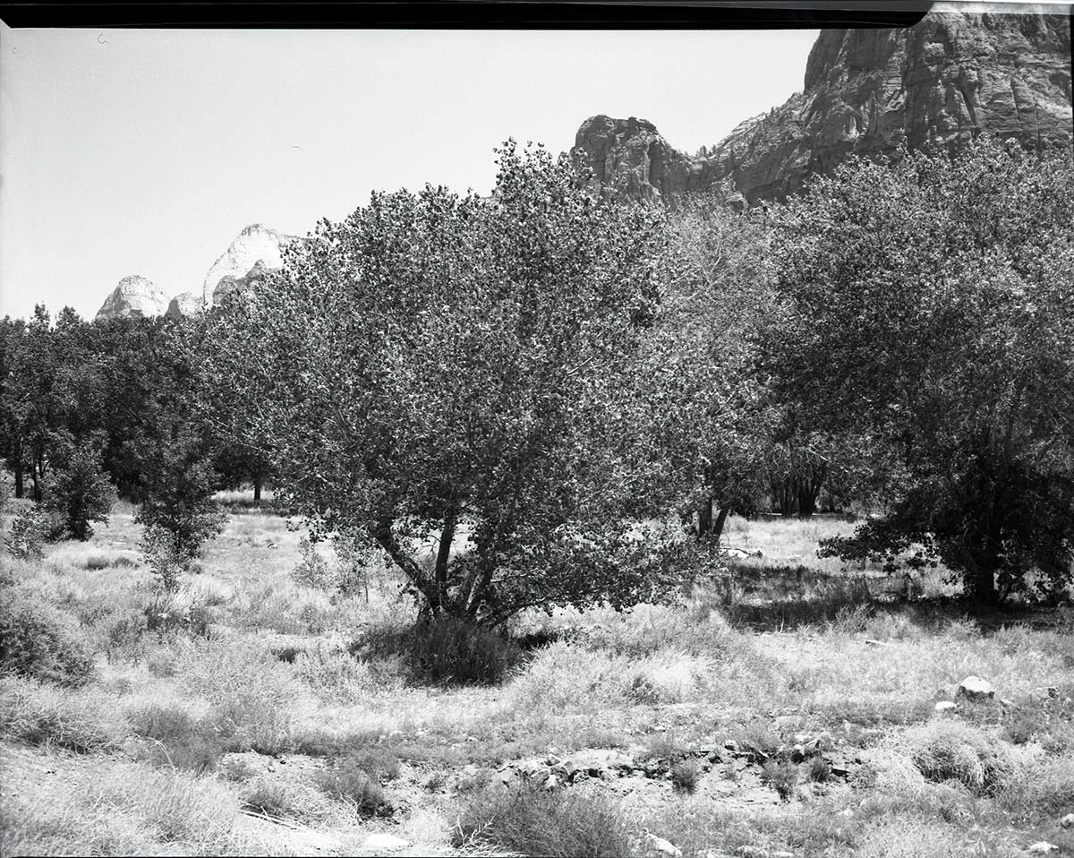 Infestation of tent caterpillars, recovery of cottonwoods near South Entrance.