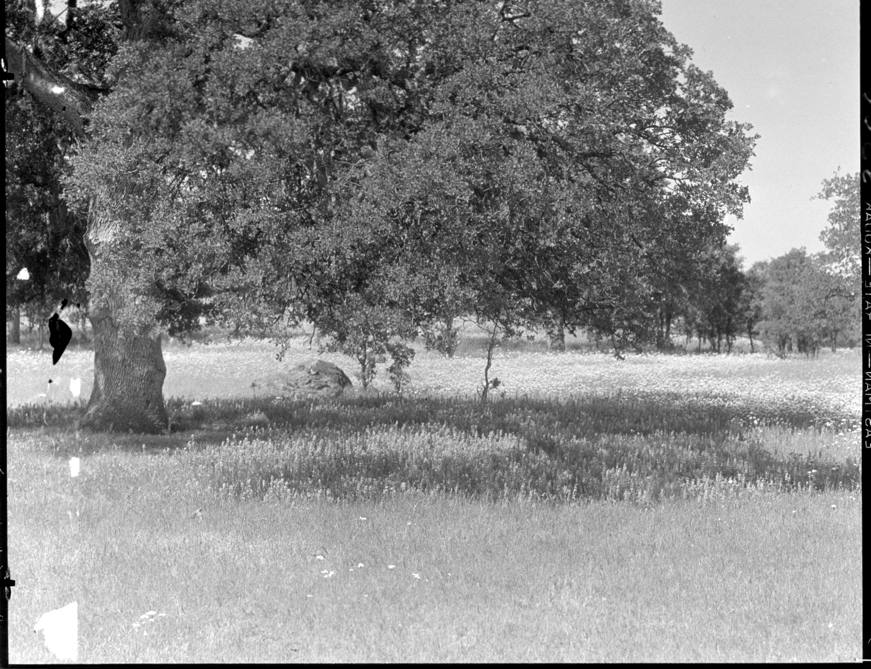 Chinese Houses Feathered Gilia