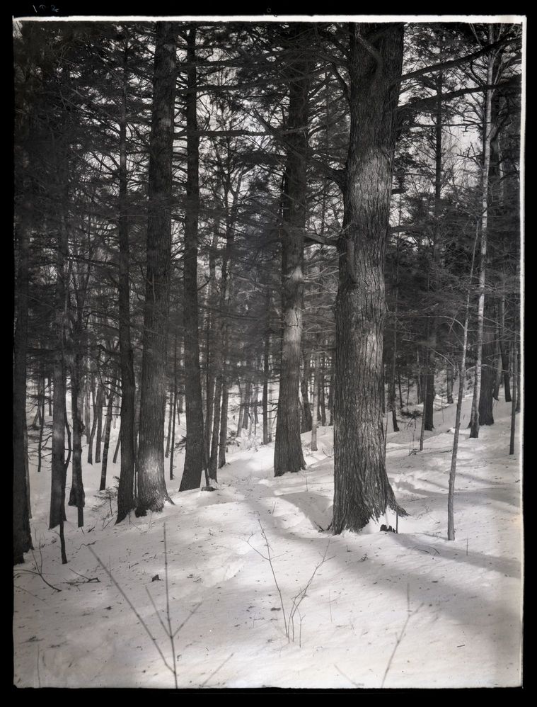 Delano Wild Gardens in Winter - Pines on Snow Covered Slope