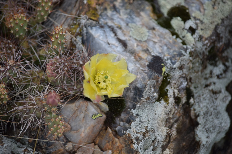 Yellow flowering cactus with short spines grows next to a lichen covered gray rock outcropping.