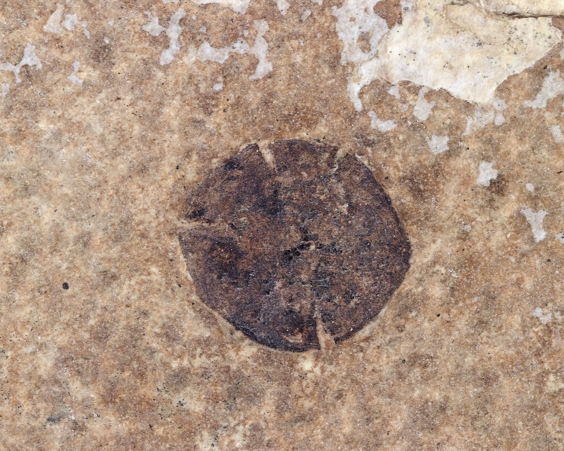 A dark brown circle with some breaks along the edges on a pink-brown stone.