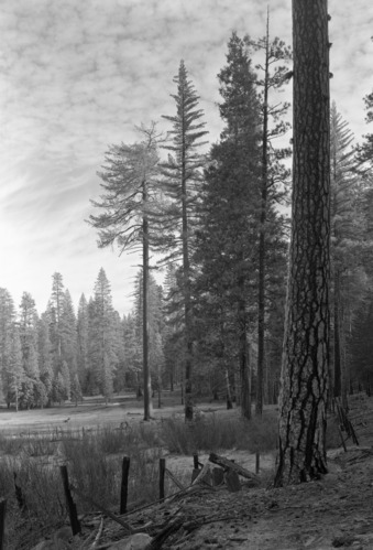 Looking NE along edge of meadow on Cuneo property.