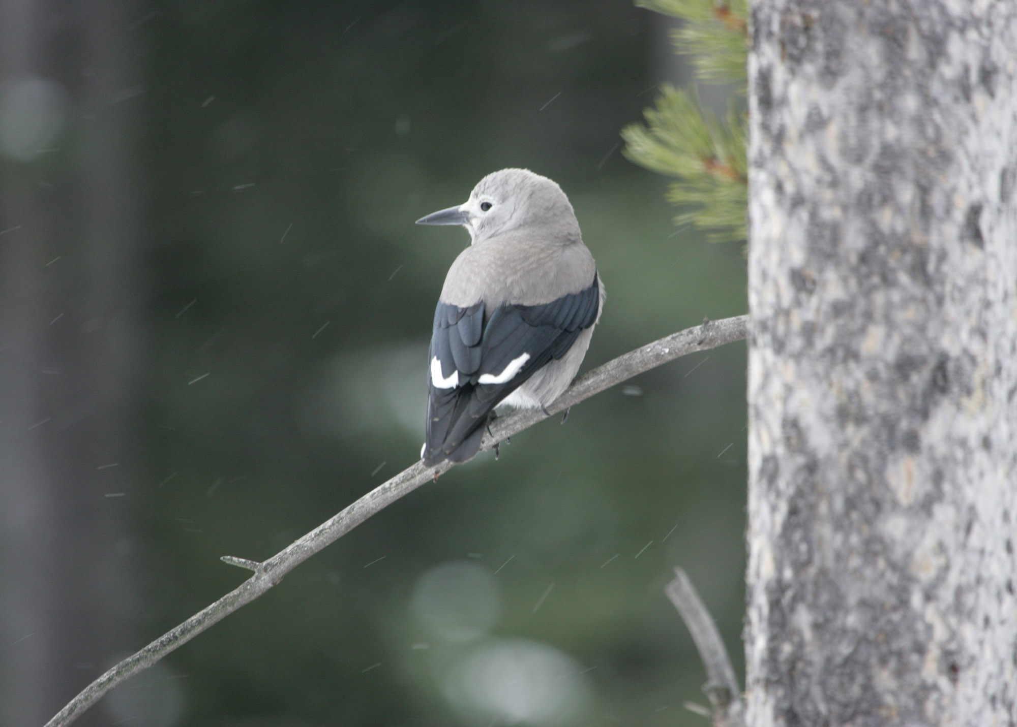 Clark's nutcracker is perched on a small branch of a conifer.