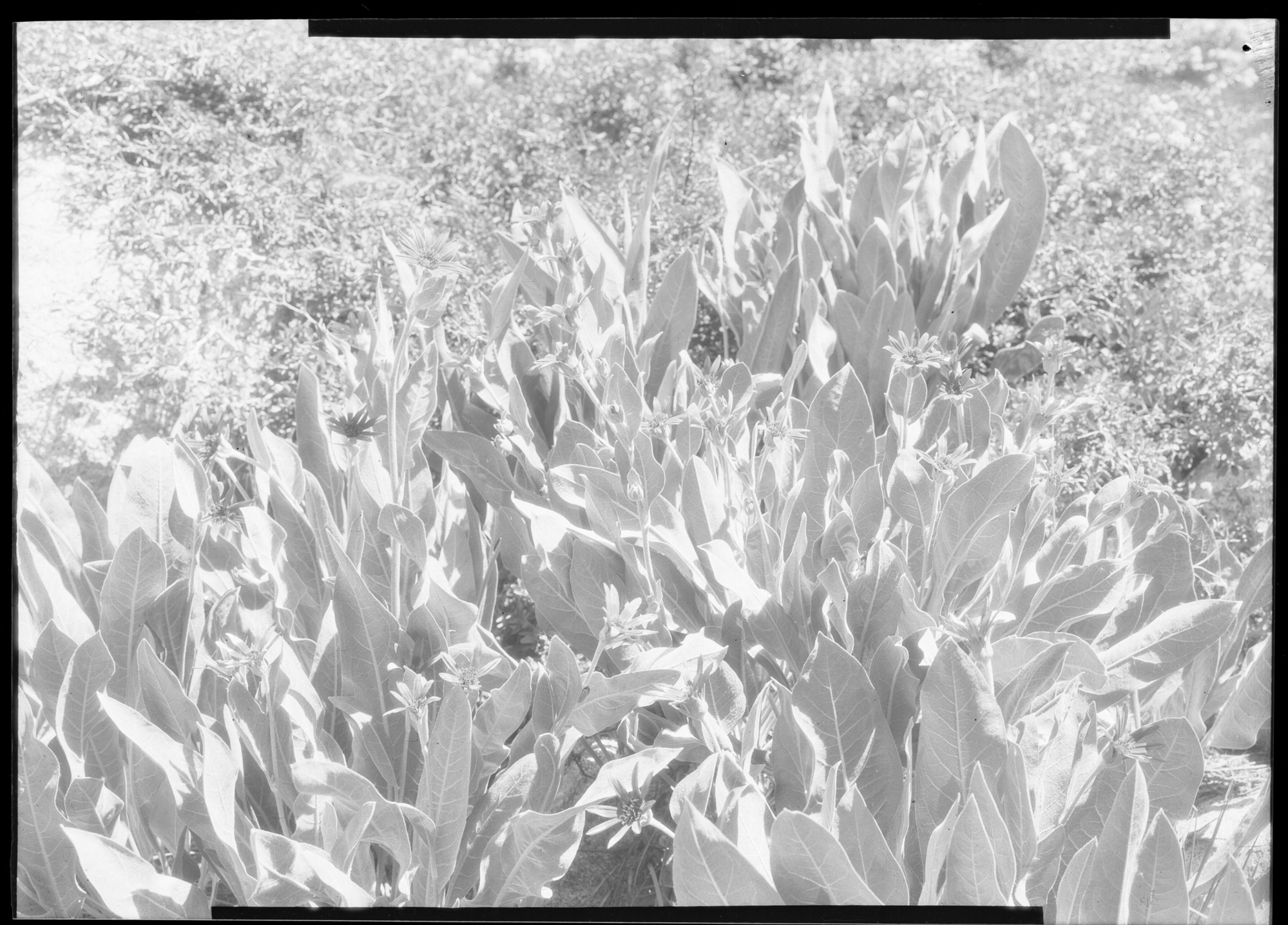 Clump of wyethia by creek. Kerrick Canyon. Yosemite Park, Cal.