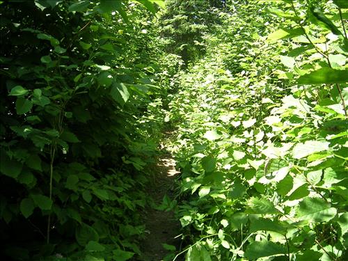 Trail corridor on Isle Royale before or during rehabilitation work.