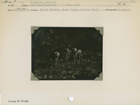 hfca_1607_iva_013_10_002_1908_a. Antelope [American Pronghorn] -- Three young males.. Locality: Indian Gardens, Grand Canyon National Park. Negative #: 1908