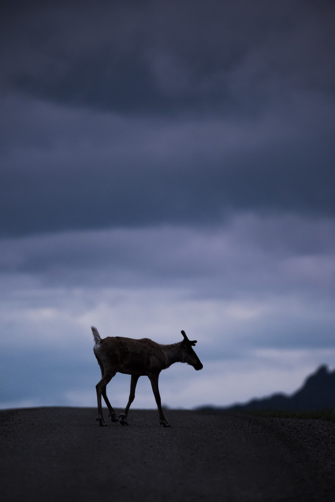 caribou standing near the top of a rise in a gravel road