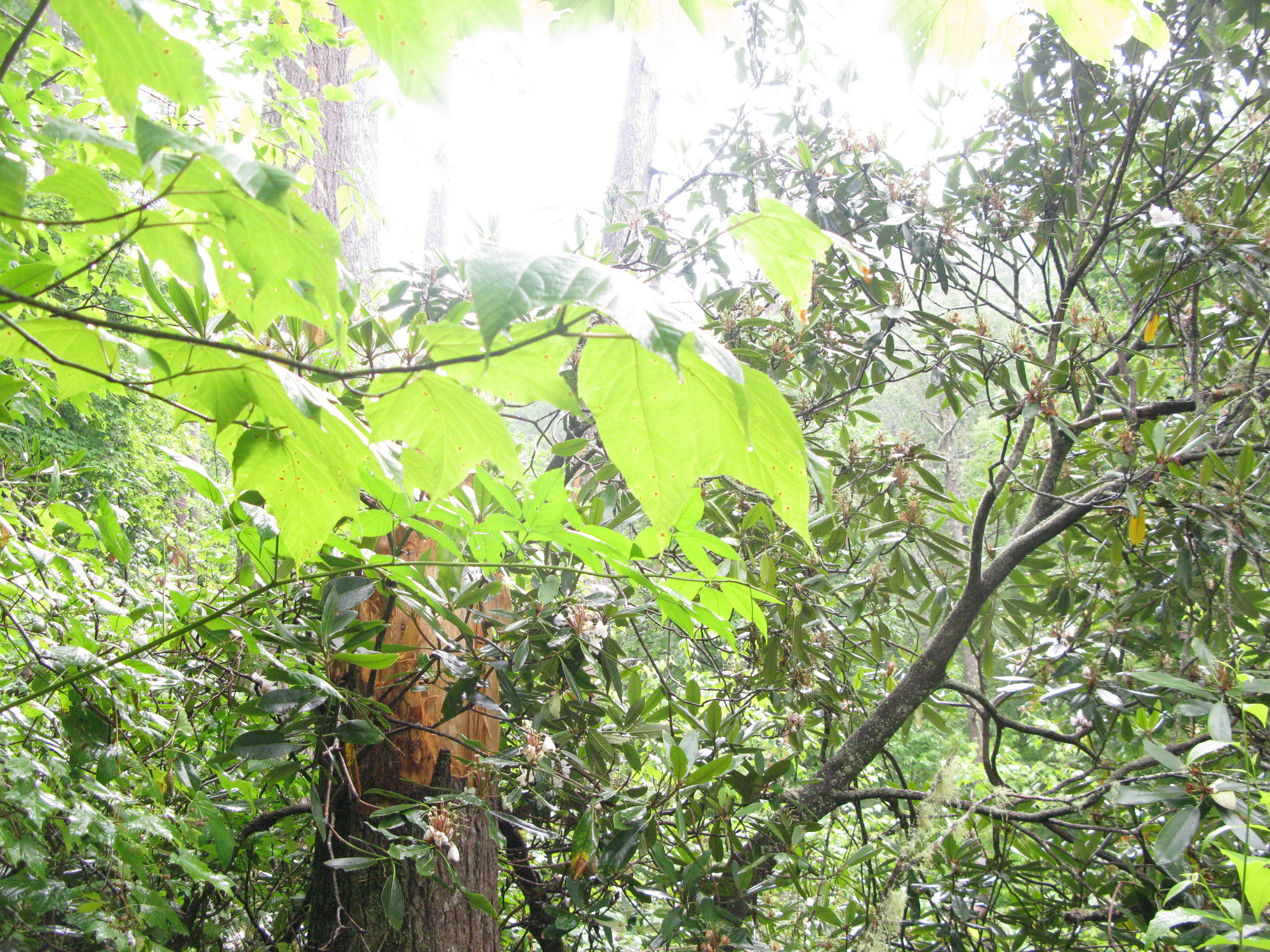 GRSM Accuracy Assessment. Plot Code: GRSM_AA_0938_5