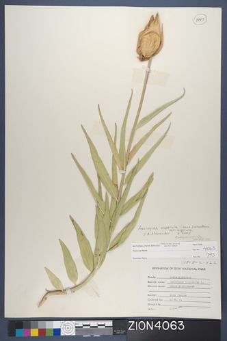 Herbarium Specimen Sheet 4063