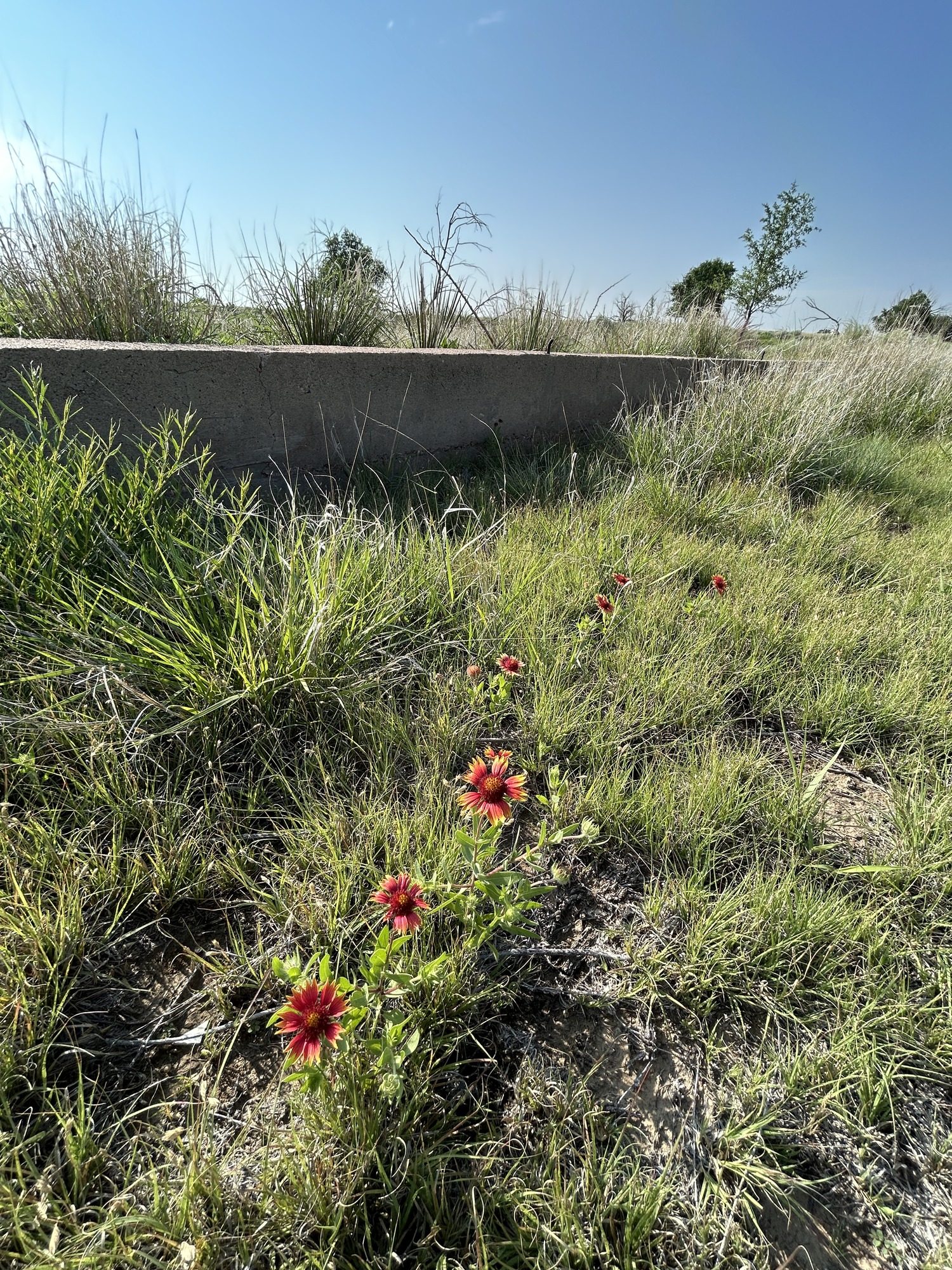 scattered small red flowers in bloom next to taller grass and shrubs at the edge of a concrete foundation.