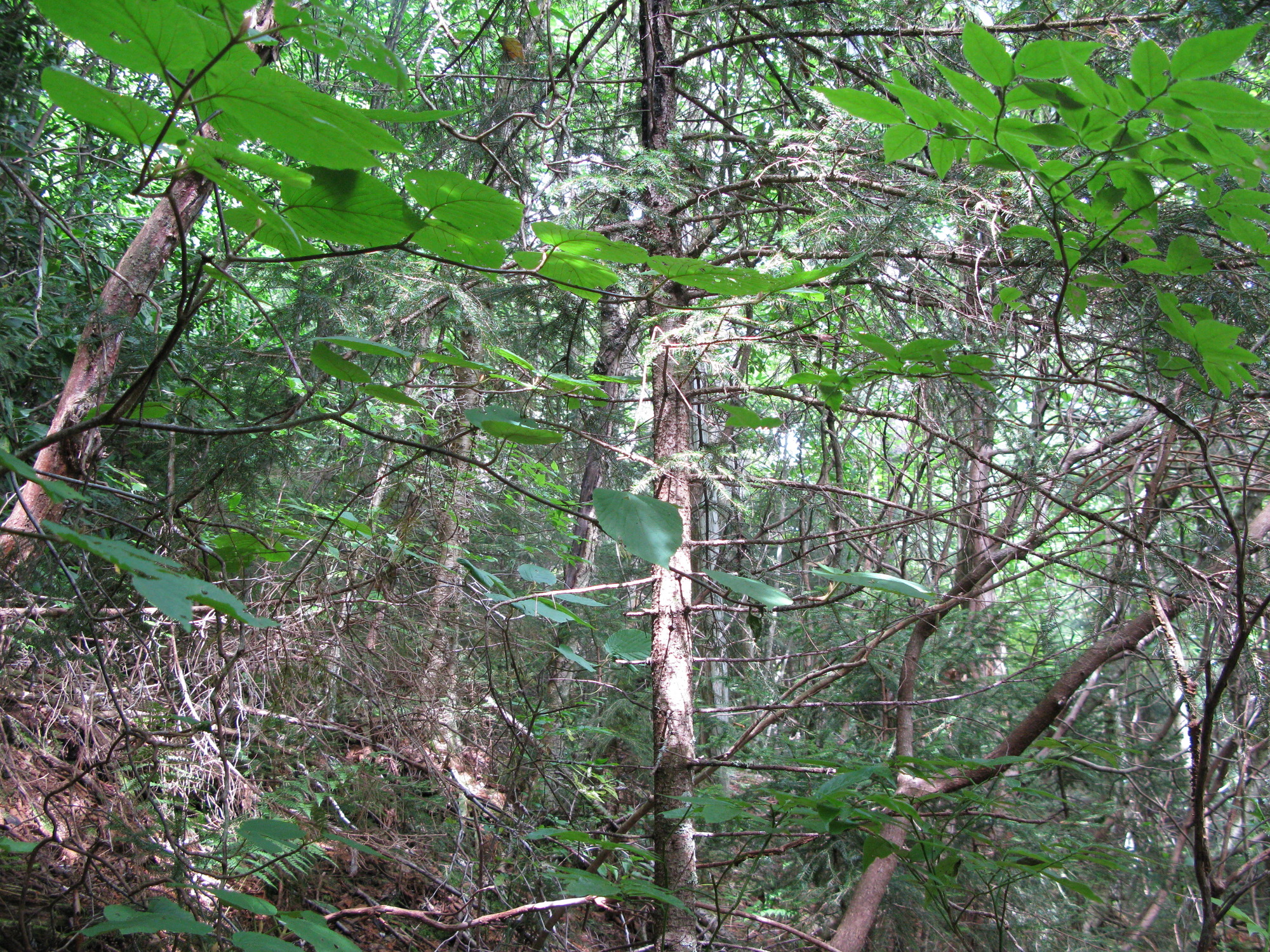 GRSM Accuracy Assessment. Plot Code: GRSM_AA_0068_3