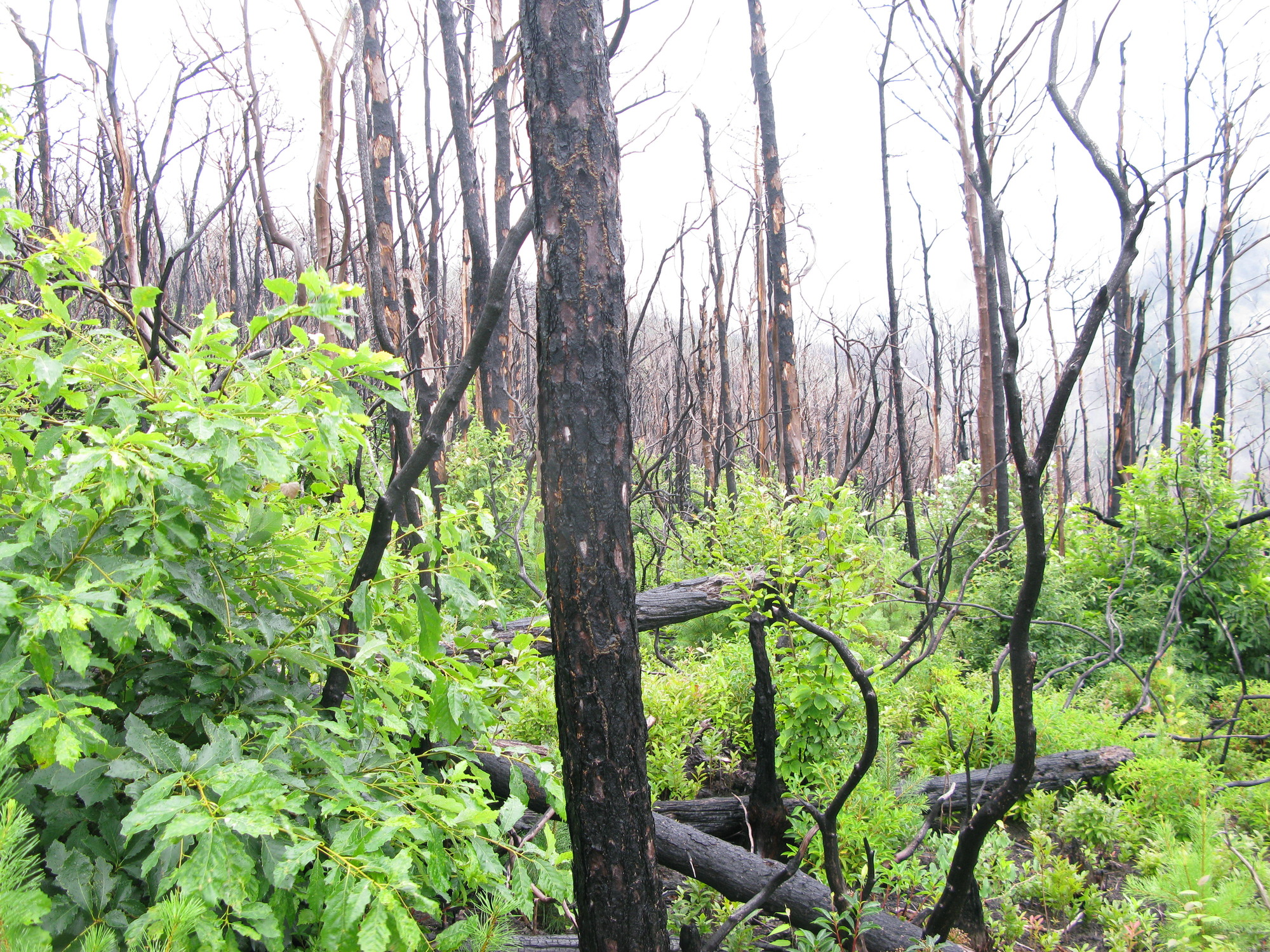 GRSM Accuracy Assessment. Plot Code: GRSM_AA_0818_3