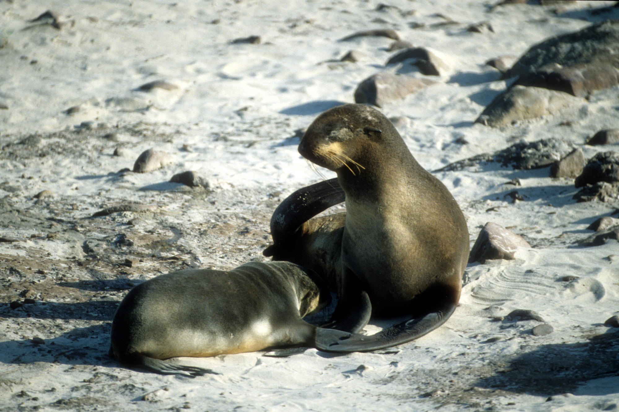 Nursing Guadalupe Fur Seal Pup