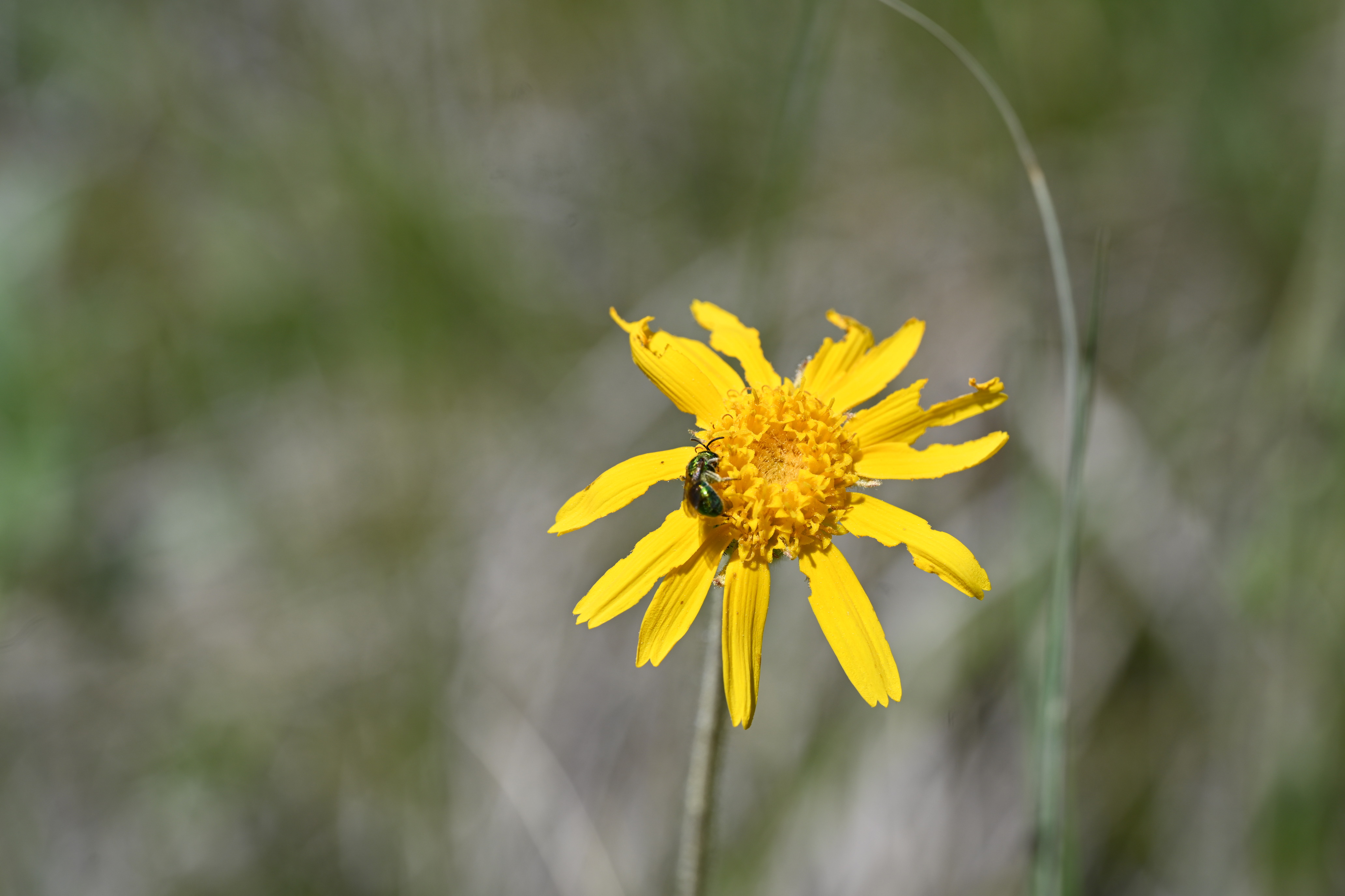 A small green bee foraging on a yellow flower. 