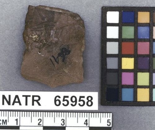 NATR   65958 -- Untyped projectile point