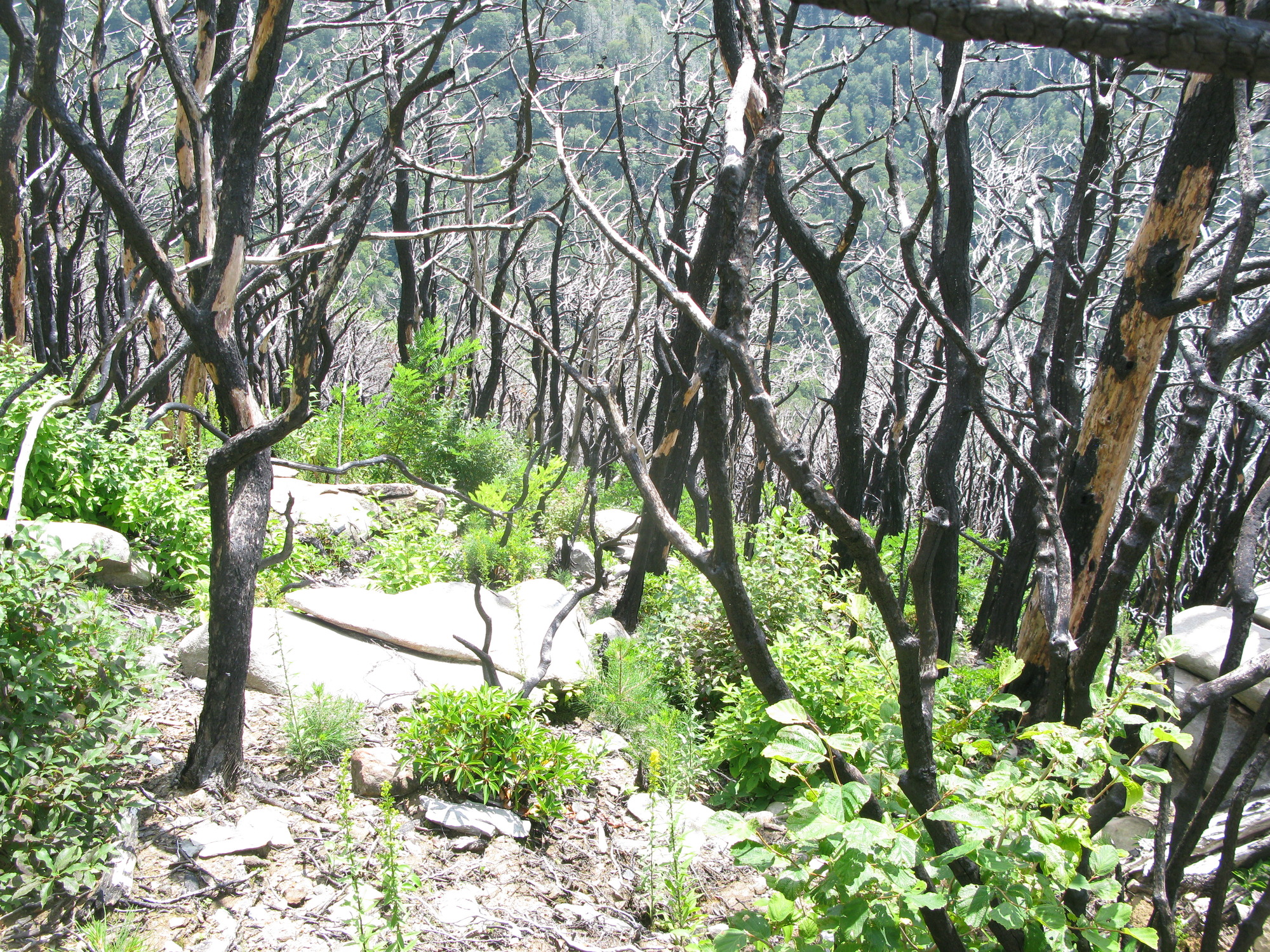 GRSM Accuracy Assessment. Plot Code: GRSM_AA_0840_4