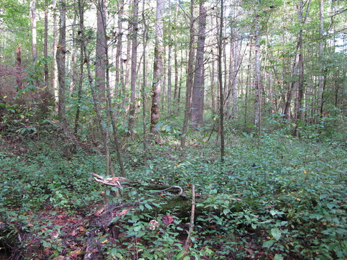 GRSM Accuracy Assessment. Plot Code: GRSM_AA_0346_2