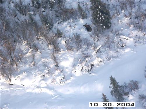 11 Gates of the Arctic National Park and Preserve Koyukuk Moose Survey 2004