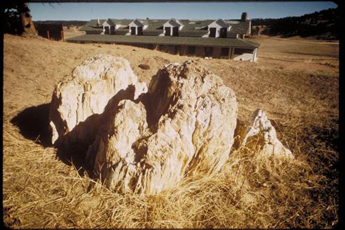 Petrified plants and fossils at Florissant Fossil Beds National Monument, Colorado
