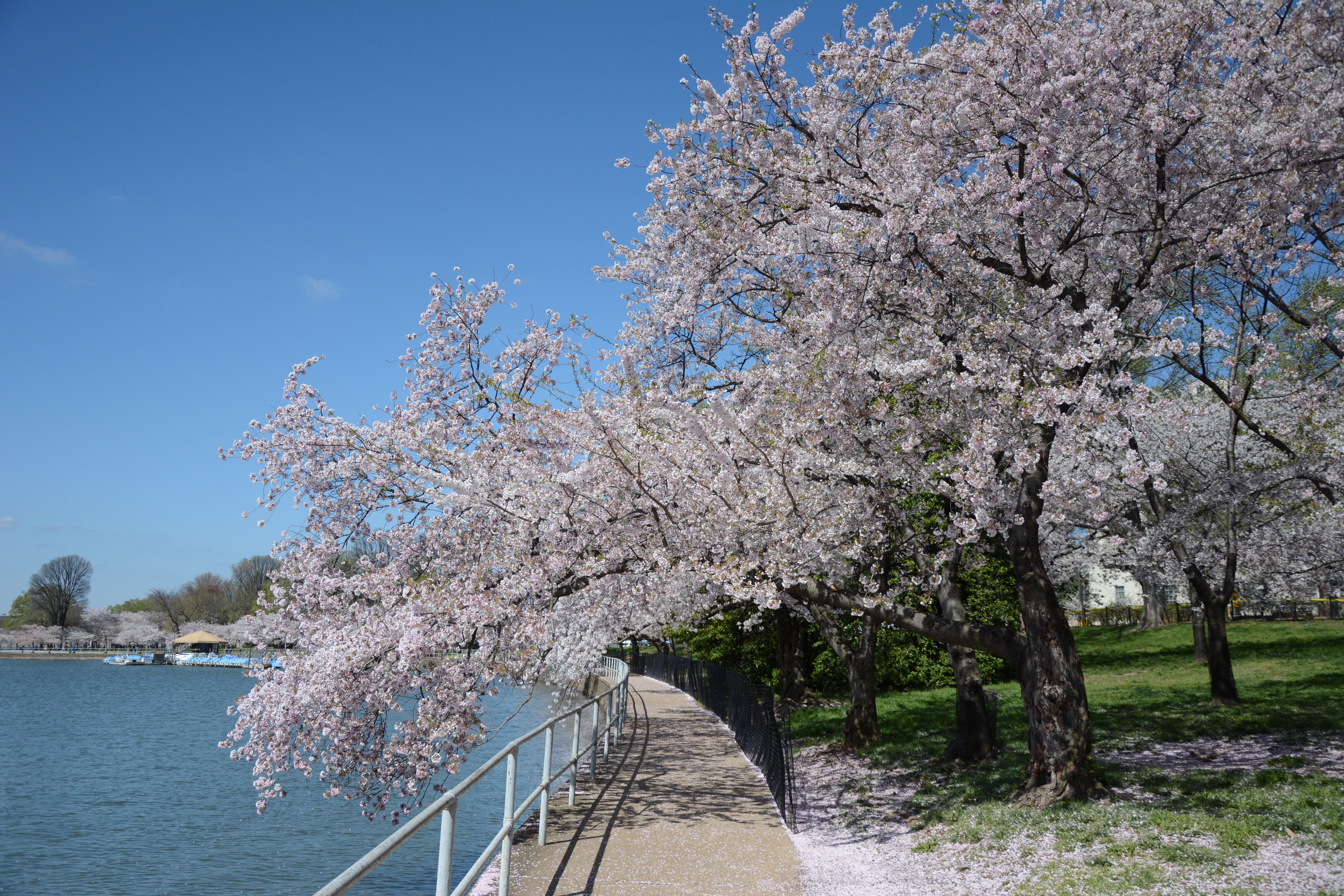 A walkway lined with cherry blossom trees next to a tidal basin